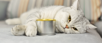 Chat allongé